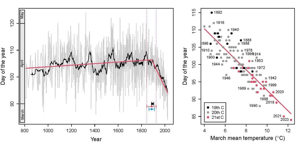 Phenology changes for the Japanese cherry tree (Prunus jamasakura) in Kyoto. Left: Day of the year of the flowering peak for the period between 812 and 2024. Right: Relation between March mean air temperature (°C) in Kyoto and the day of the year of the Japanese cherry tree peak flowering for the period between 1890 and 2024.
https://jgpausas.blogs.uv.es/2025/06/11/134-years-of-climate-warming-effects/