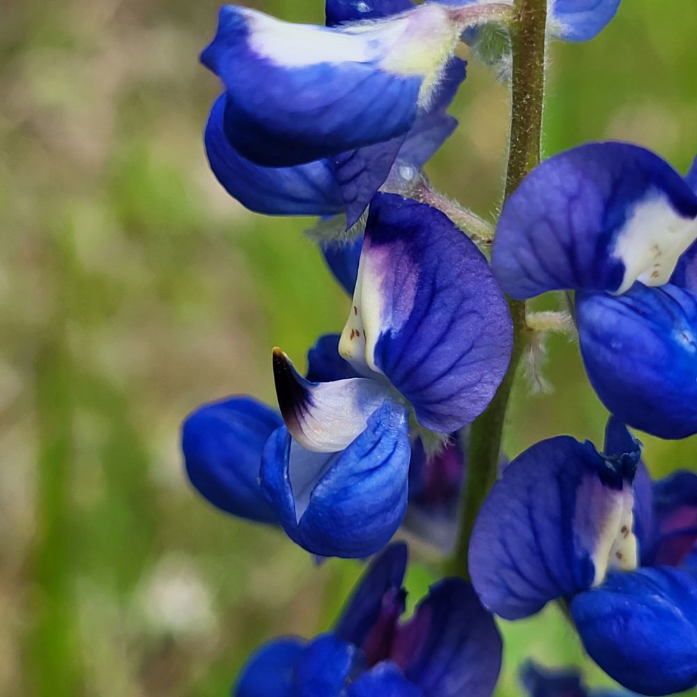 The legend of the bluebonnet comes from the Jumano Indians, who said that on the morning after a visit from a nun, they awoke to find a field covered with flowers that were deep blue, the color of her cloak. 