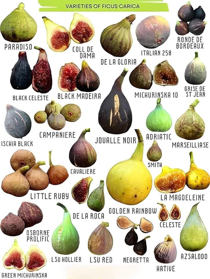 types of figs