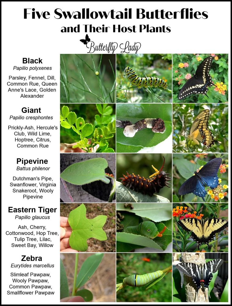 Native plants are tied to the successful lifecycle of numerous butterflies and moths (Lepidoptera). Important not only for their nectar, many natives play the critical role of 