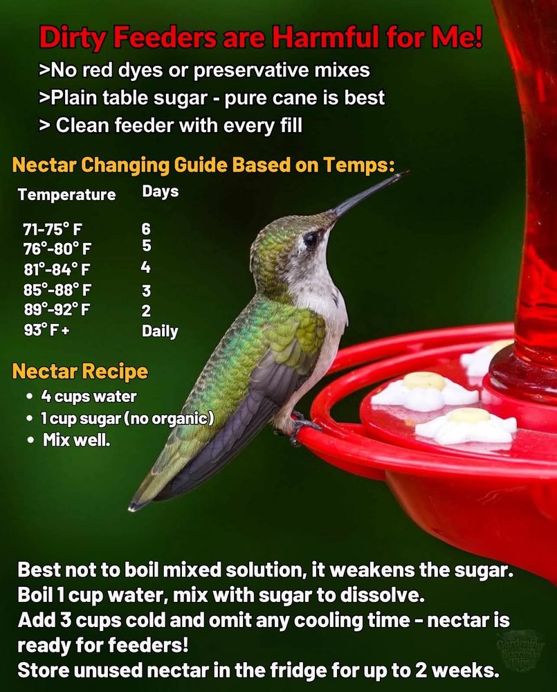 Hummingbirds are among the smallest of all birds, with most species measuring in the 3