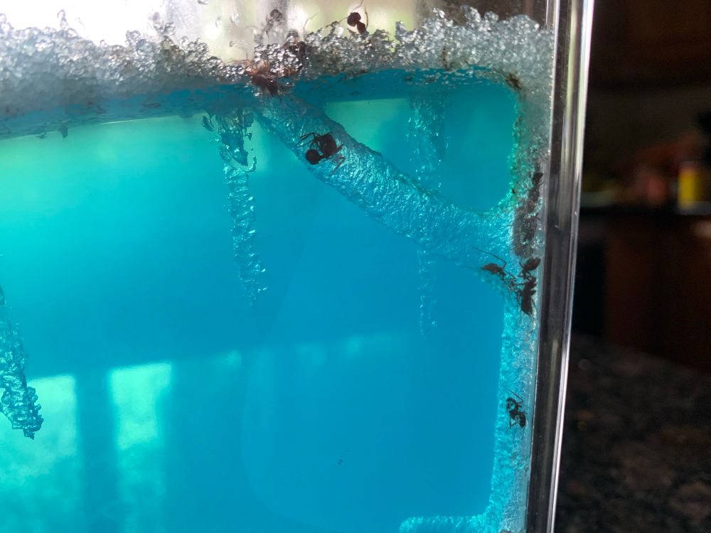 Nutrient gel Ant farm shit 