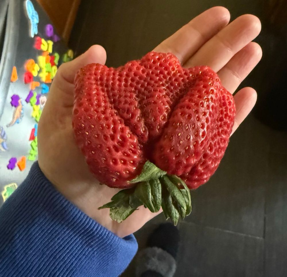 giant strawberry 