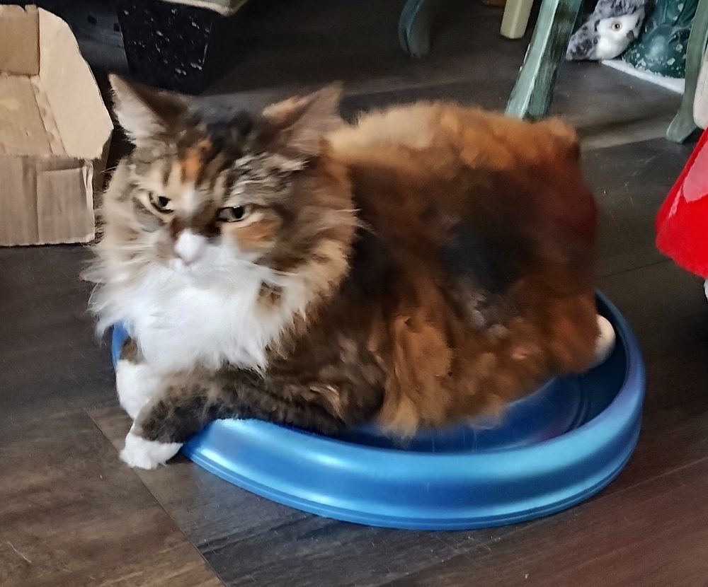 Lucia, a nervous calico cat