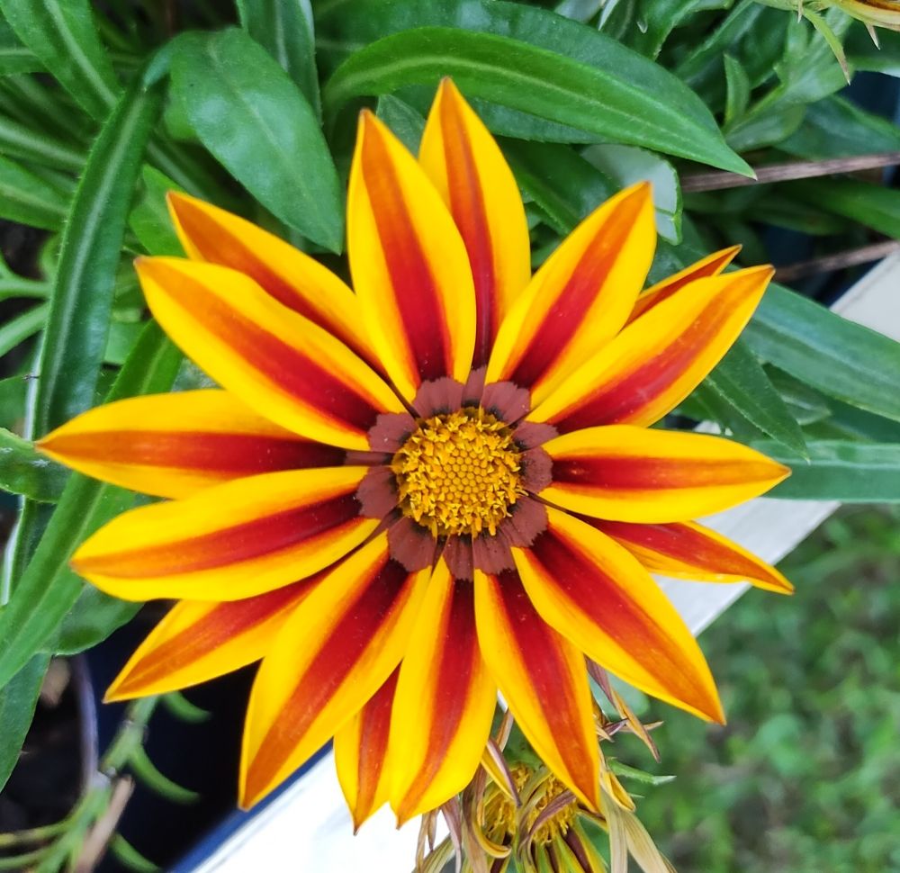 Yellow Gazania with burnt orange stripes 