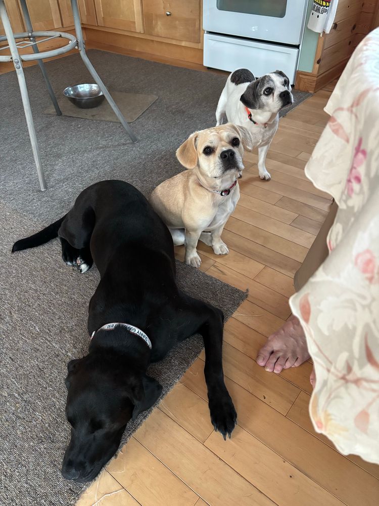 Adorable rescue dogs who love seafood.