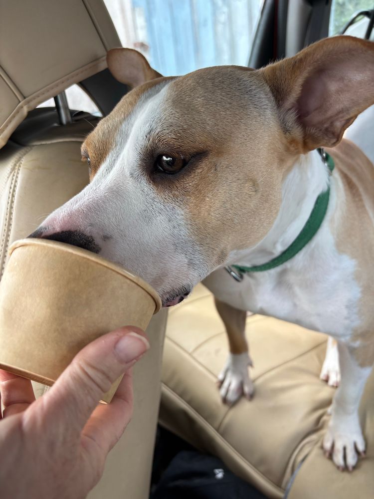Adorable rescue dog has a vanilla pup cup after a day at the beach.