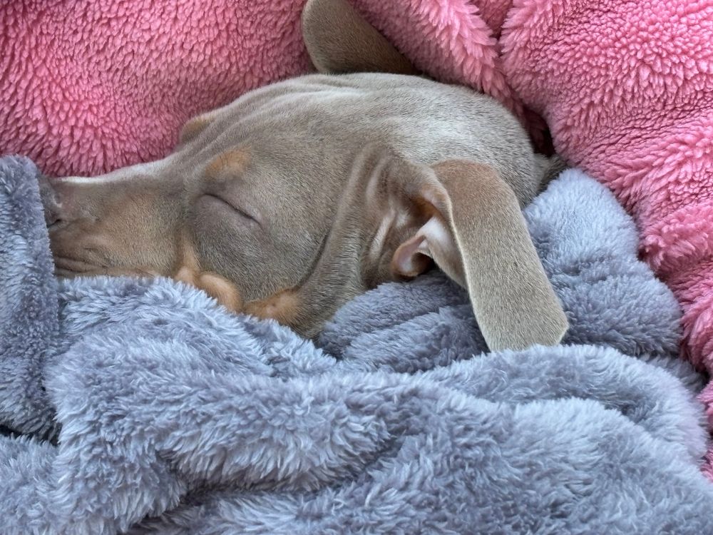 Adorable rescue puppies for adoption in Dublin, Ireland.