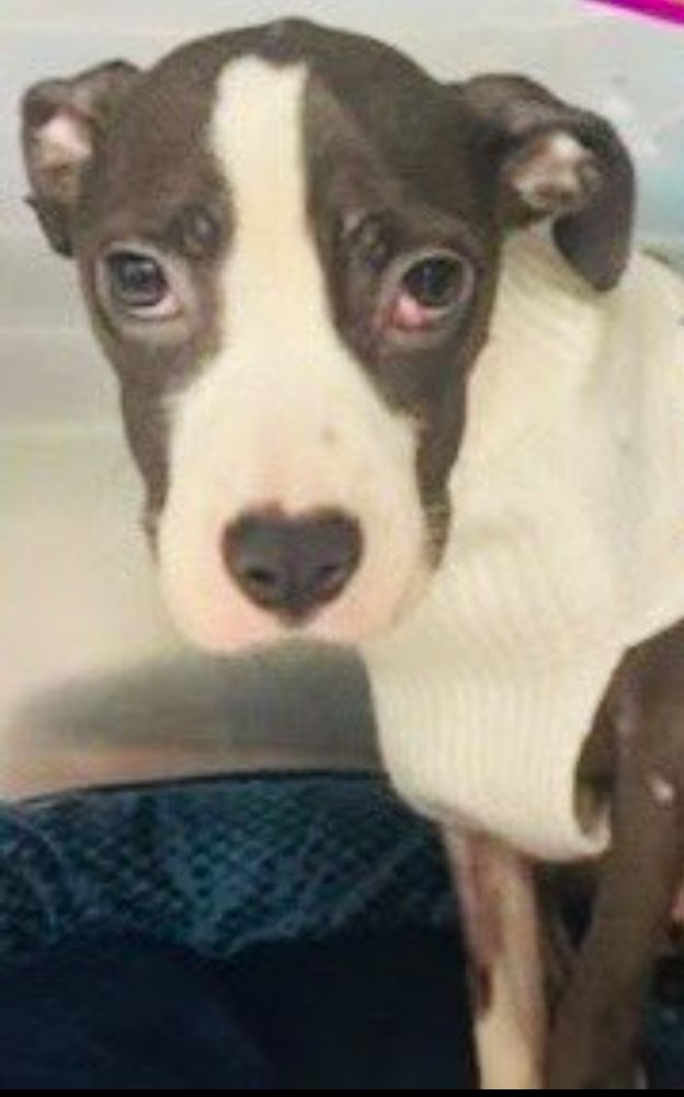 Beautiful seven month old girl puppy, Dandelion, in need of medical help at the New York City Manhattan Animal Care Center 
