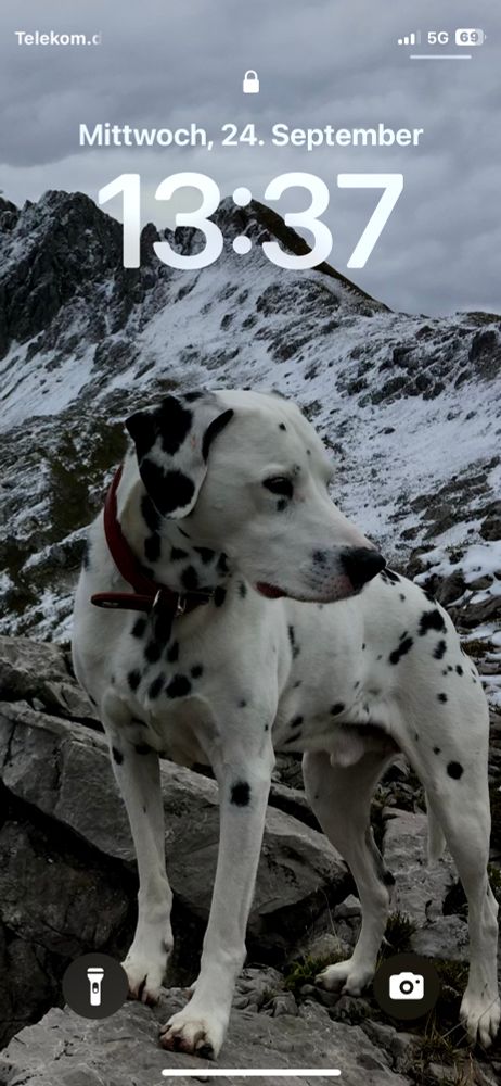 Dalmatiner Lucky steht, das halbe Bild füllend, mit den Vorderpfoten erhoben auf einem Stein vor den verschneiten Gipfeln der Lechtaler Alpen. Es beginnt gleich zu schneien.
Der Hund ist gut getarnt, die noch dünne Schneedecke ist von dunklen Flecken der Felsen durchzogen.
Der Himmel ist weiß 