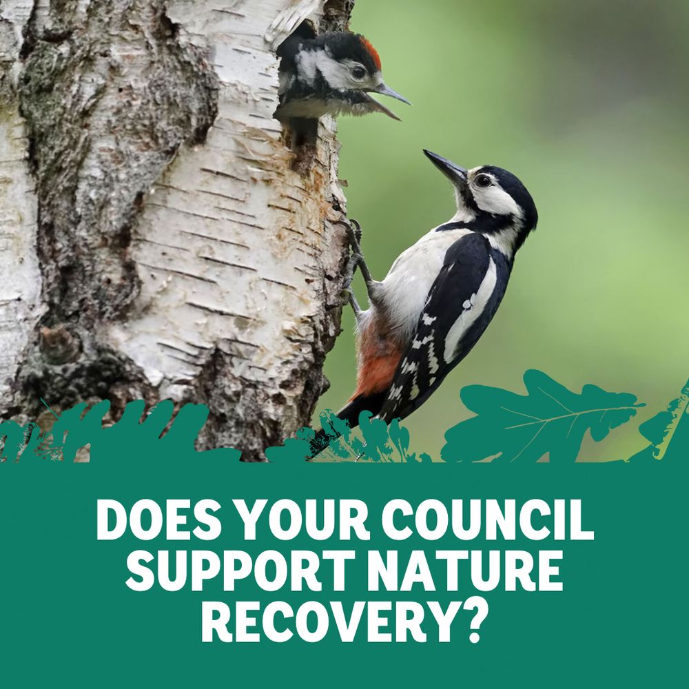 Two woodpeckers on a silver birch tree, with one poking its head out of a hole. Text reads "Does you council support nature recovery?"