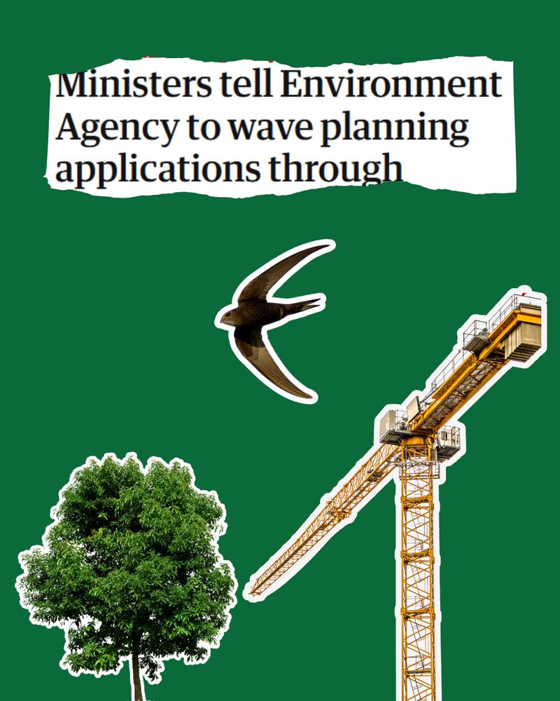 Cut out images of a tower crane, swift in flight, and green-leaved tree