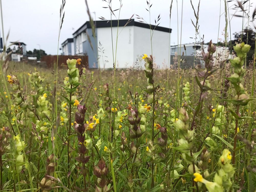 Image of wildflowers growing with houses in the background