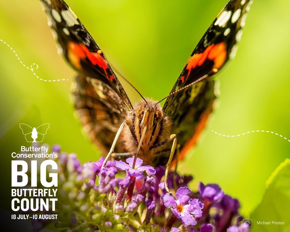 A red admiral butterfly looking toward the camera while perched on small purple flowers, against a blurred green background