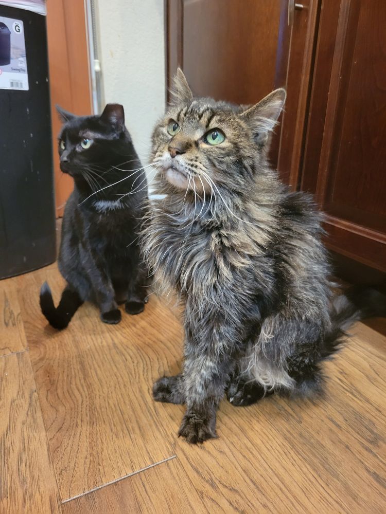 Amora, another cat of ours, absolutely loved being around Twilight. Twilight wasn't one to reciprocate the love lol, but she did enjoy Amora's company.