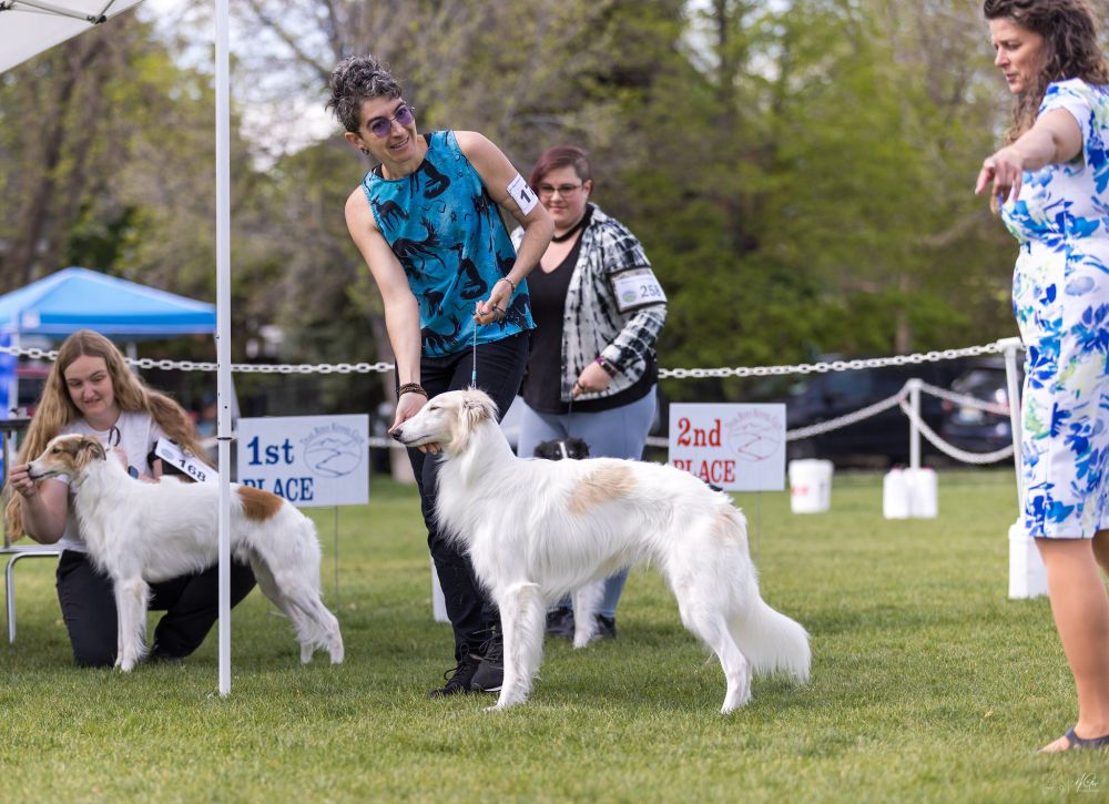 Photo of a human with a blue shirt and purple glasses with a white and cream spotted silken Windhound standing in front of them