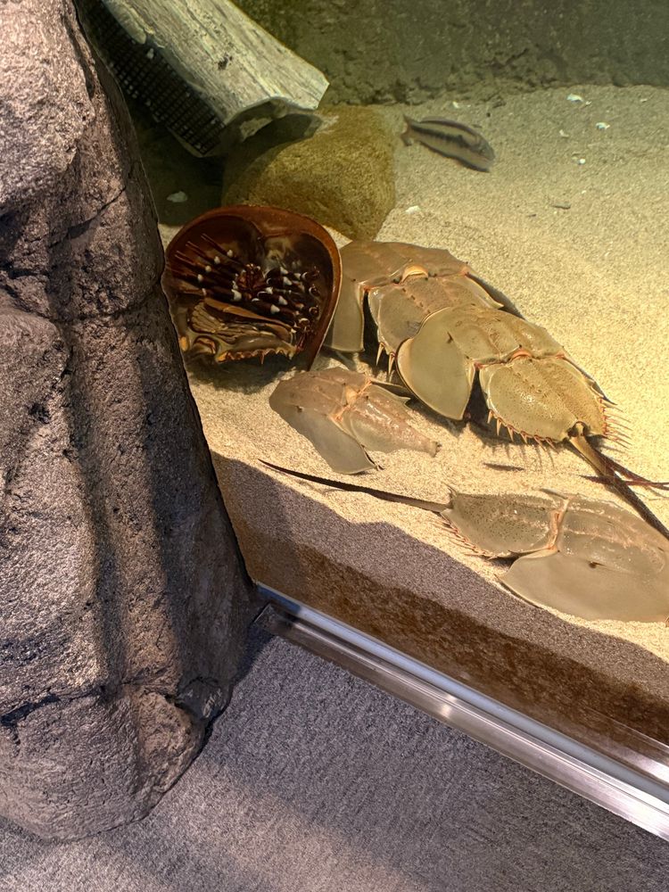 宮島水族館のカブトガニの様子