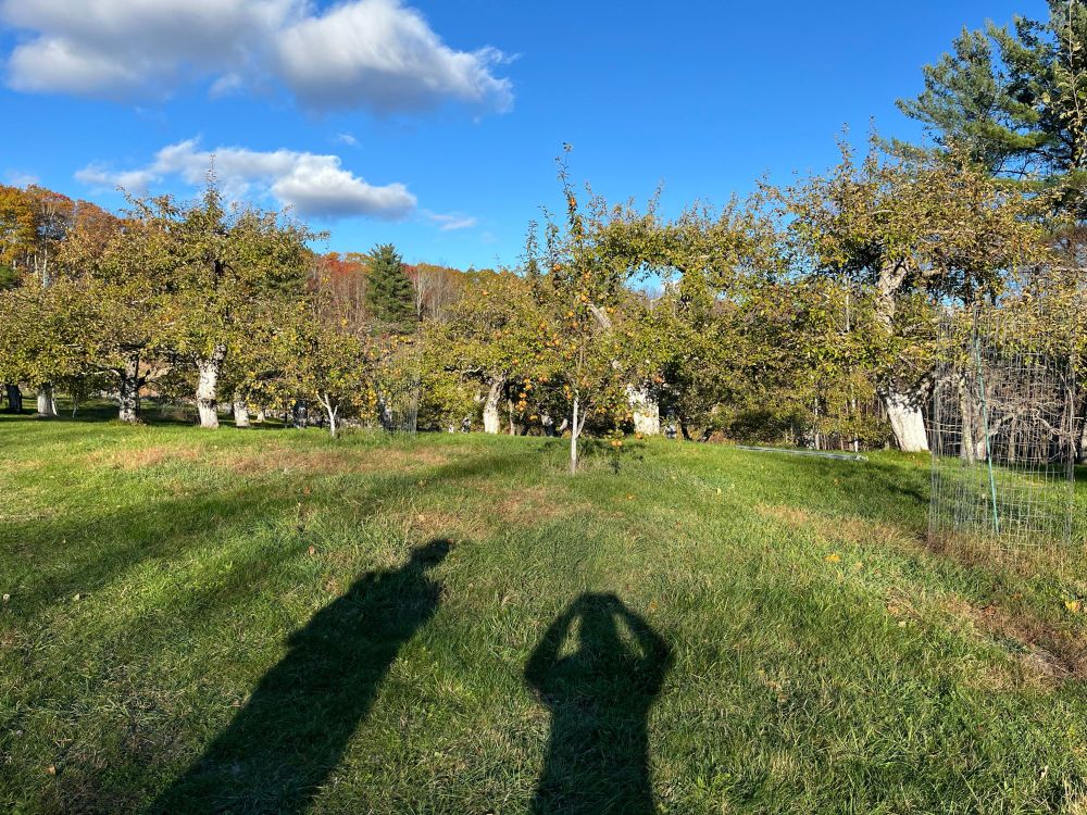 Apple trees, blue sky and puffy clouds with two people's shadows projecting in the foreground.