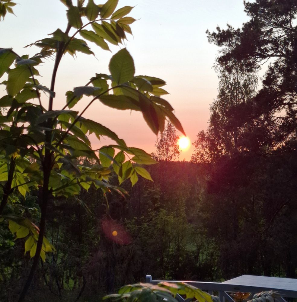 Reddish sunset seen through trees 