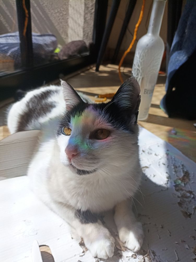 Um gato frajola branco com manchas pretas com reflexos de arco-íris no rosto.