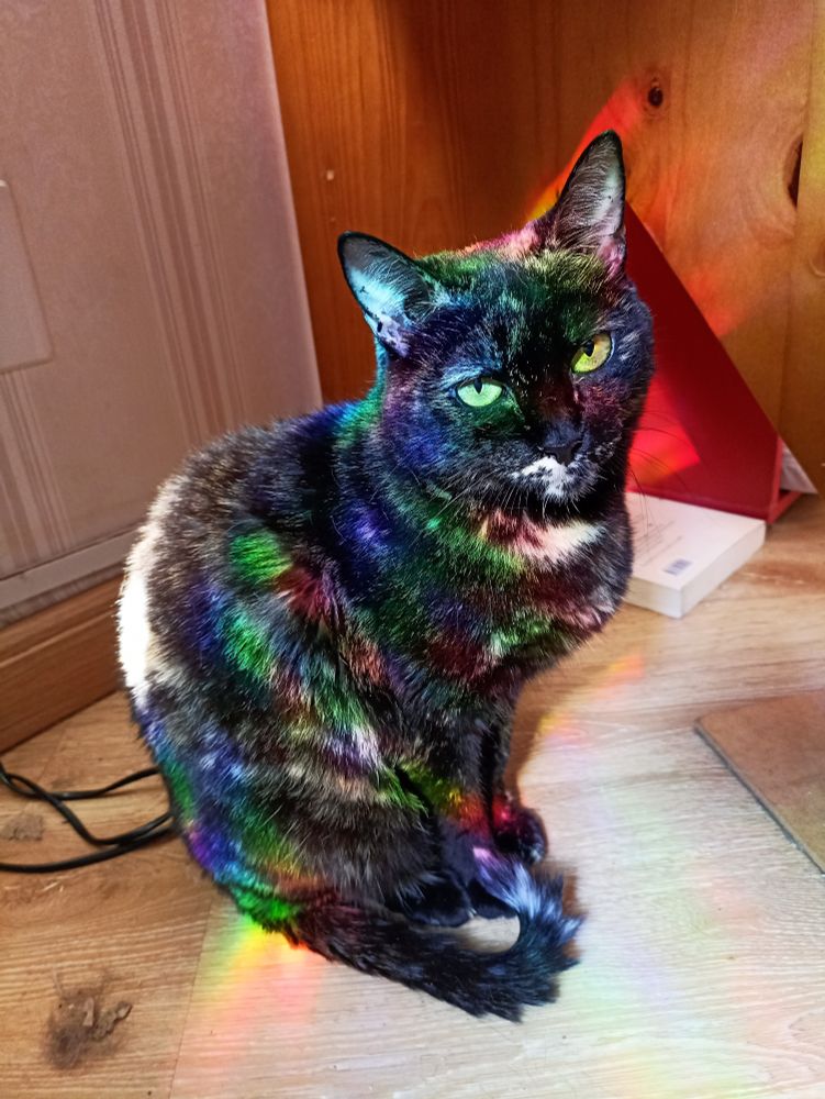 Uma gata escaminha com reflexos de arco-íris no pelo dela deixando ela toda colorida.