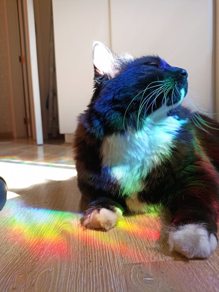 Uma gata frajola preta com terninho branco com reflexos de arco-íris no pelo dela deixando ela toda colorida.