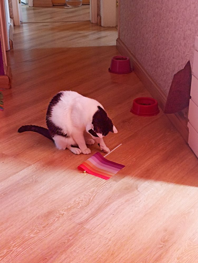 Uma gata frajola branca com manchas pretas brincando com uma bandeirinha lésbica.