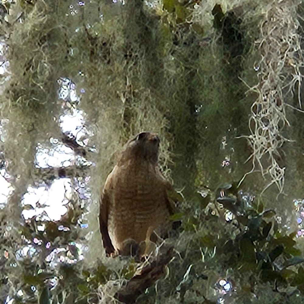 Hawk on a tree branch surrounded by hanging moss.