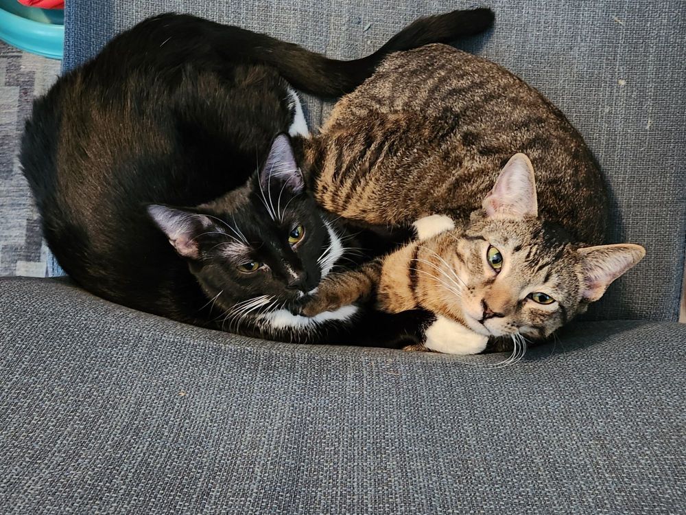 A tuxedo cat and a brown tabby sitting together in a chair, looking up at the camera. The camera's perspective is looking down the back of the chair.