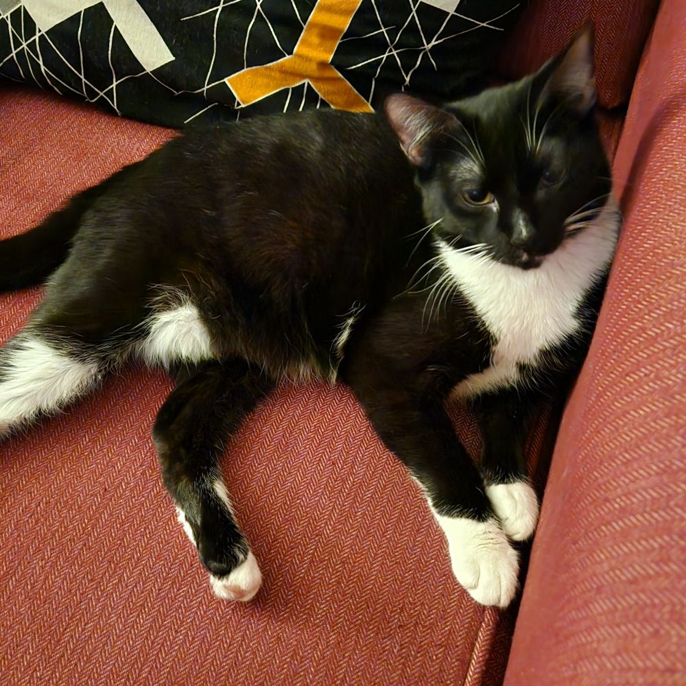 A black and white tuxedo cat sitting on a magenta couch
