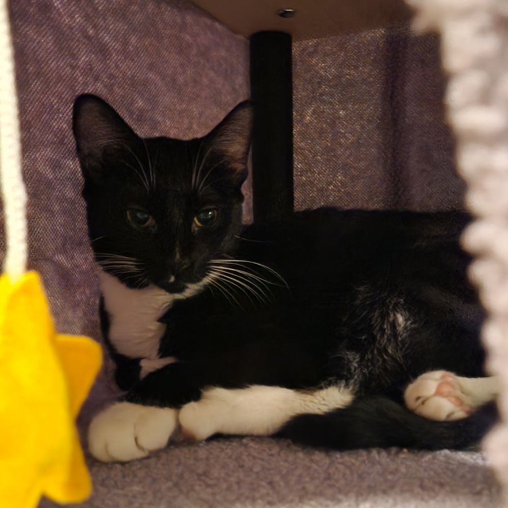 A black and white cat snuggled in the corner of a fuzzy, covered platform of a cat tree