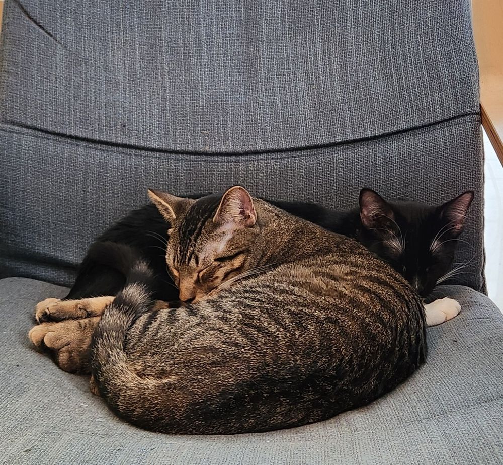A tuxedo cat and a brown tabby cat snuggled together on a worn blue chair