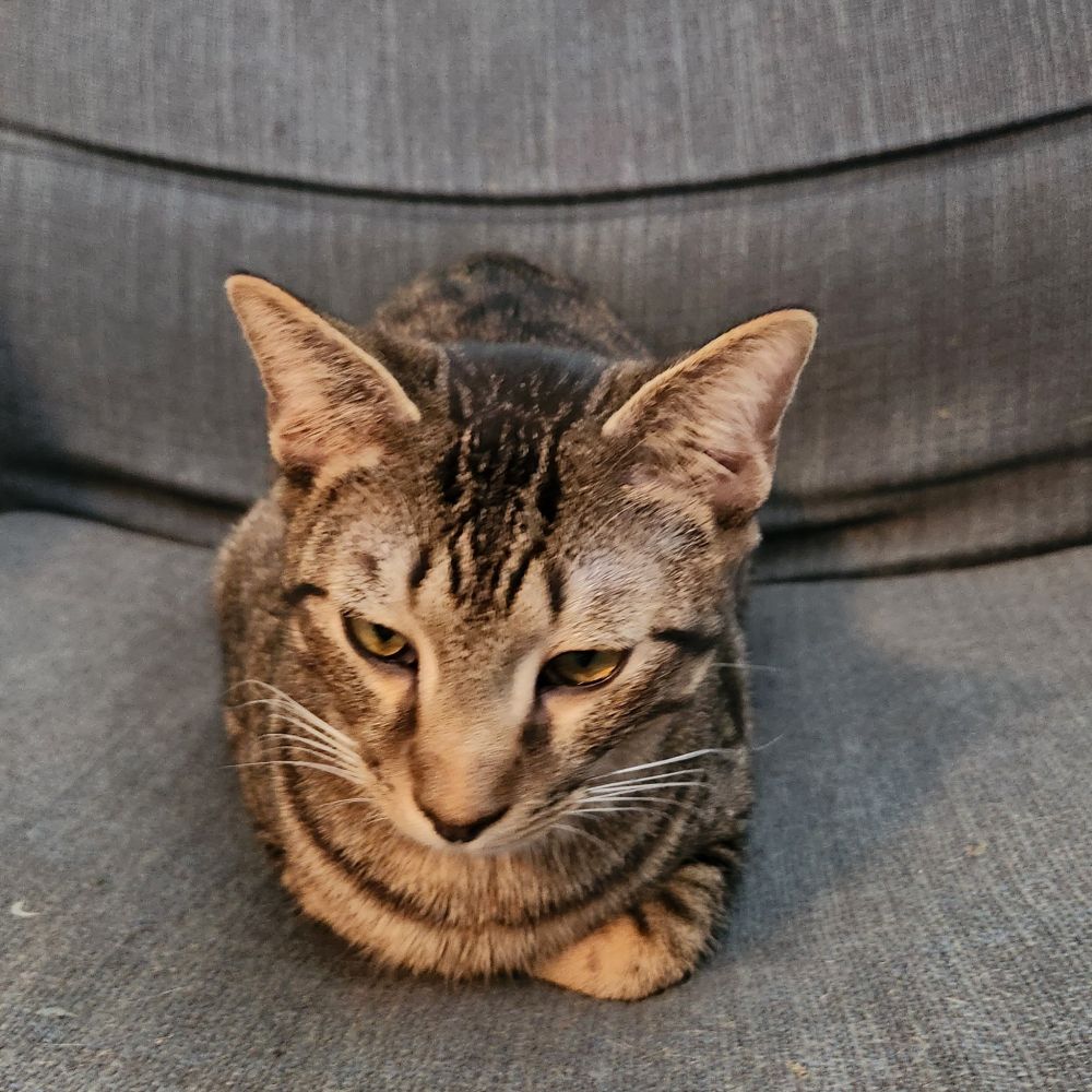 A brown tabby cat sitting in a loaf shape with a displeased expression on his face 