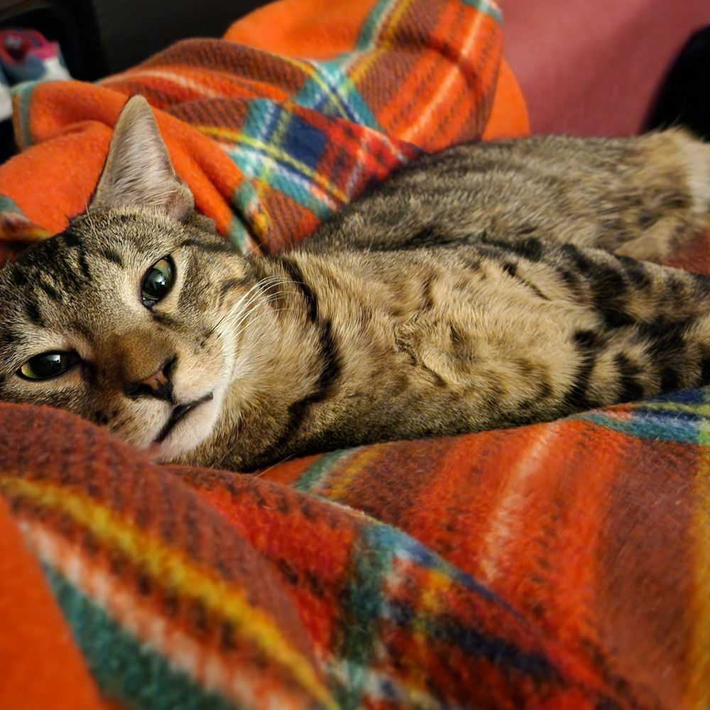A brown tabby cat on a plaid blanket