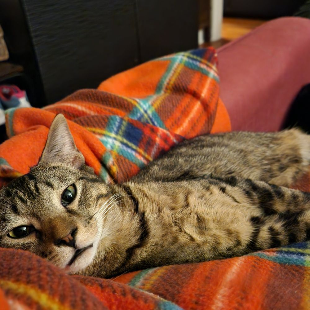 A brown tabby cat snuggling on a plaid blanket with one of his humans (human not pictured)