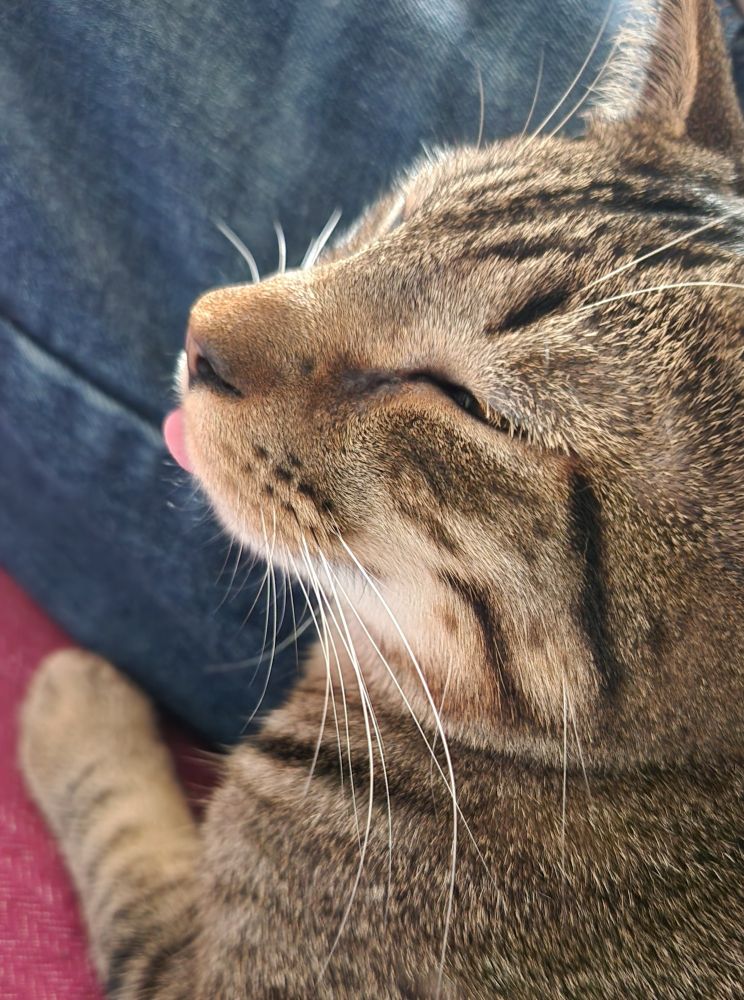 A brown tabby cat with his eyes mostly closed and his tongue slightly sticking out