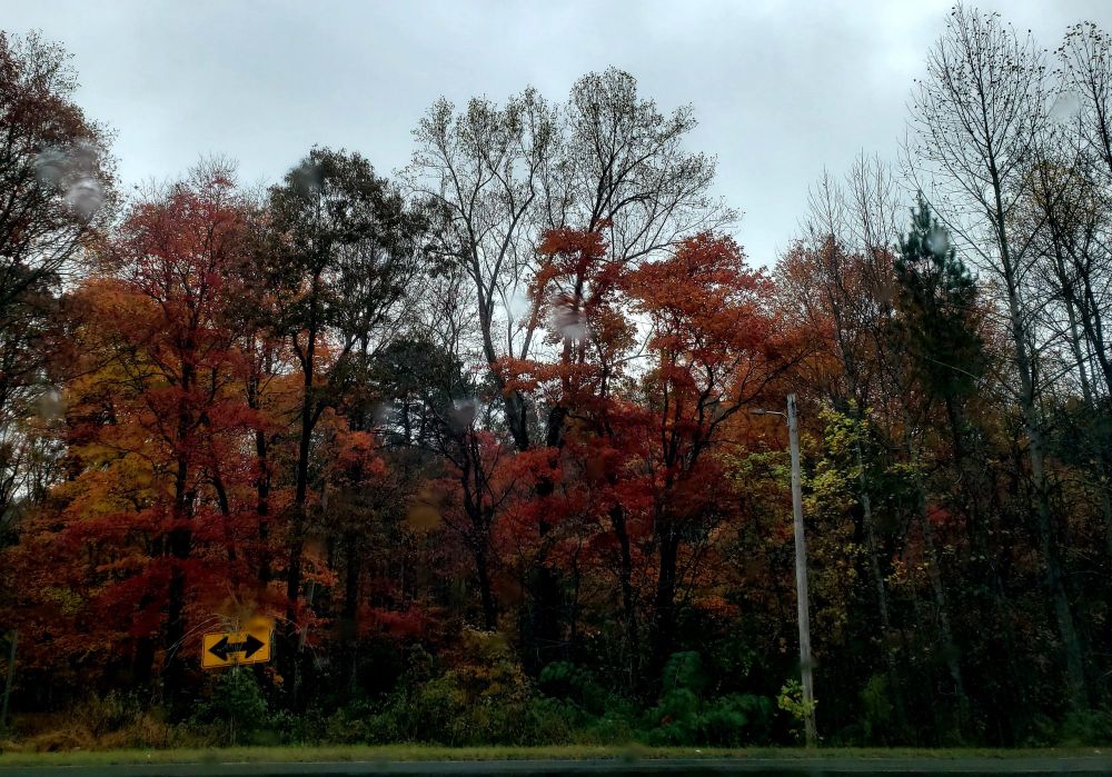 Trees covered in red, orange, and gold leaves on a rainy day. 