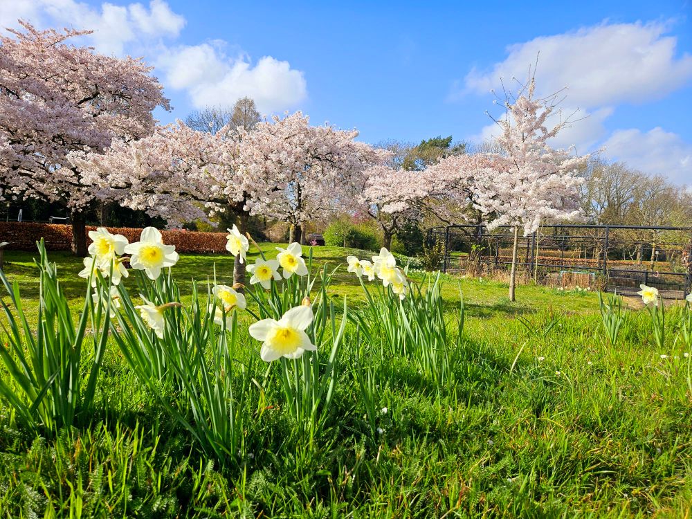 Spring meadow with daffodils. in the back of the picurre, there are cherry trees with cherrry blossoms agains a blue sky.