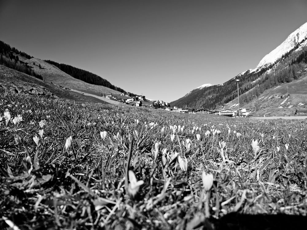 Spring meadow in Austria with spring flower Crocus