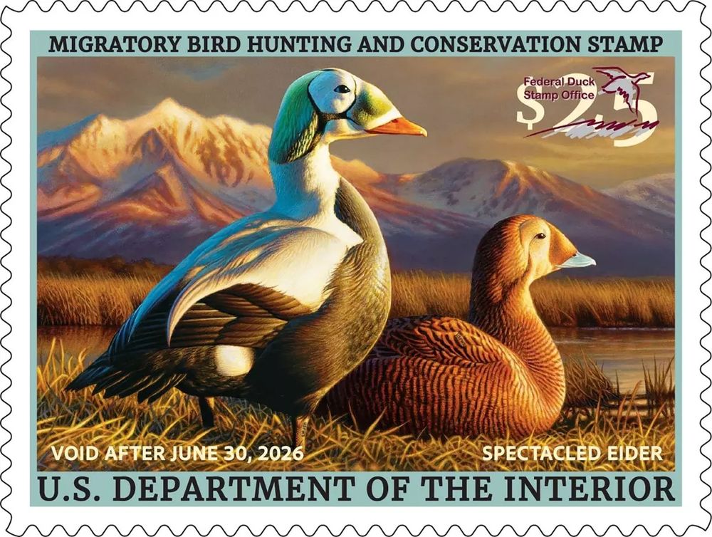 The Spectacled Eider painting that was selected for the 2025 Federal Duck Stamp. It's two ducks in front of a pretty mountain.

Duck Stamp 2025-2026, Adam Grimm/USFWS, Copyrighted, All Rights Reserved - Used by Permission, https://www.fws.gov/media/duck-stamp-2025-2026