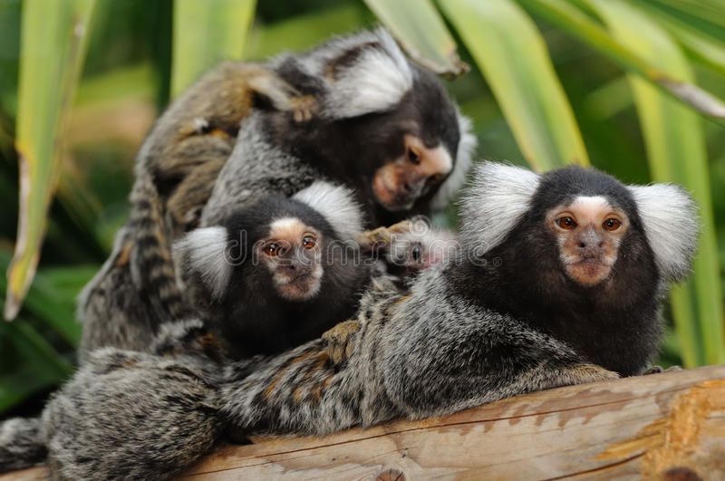 Common marmosets; Ryan Ladbrook/Dreamstime