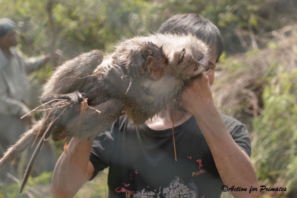Long-tailed macaque mother and baby trapped in Indonesia; Action for Primates