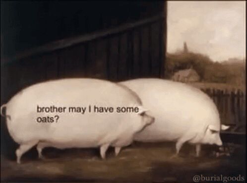 A meme featuring an illustration of two pigs. Text overlaying the left pig reads "Brother may I have some oats?"