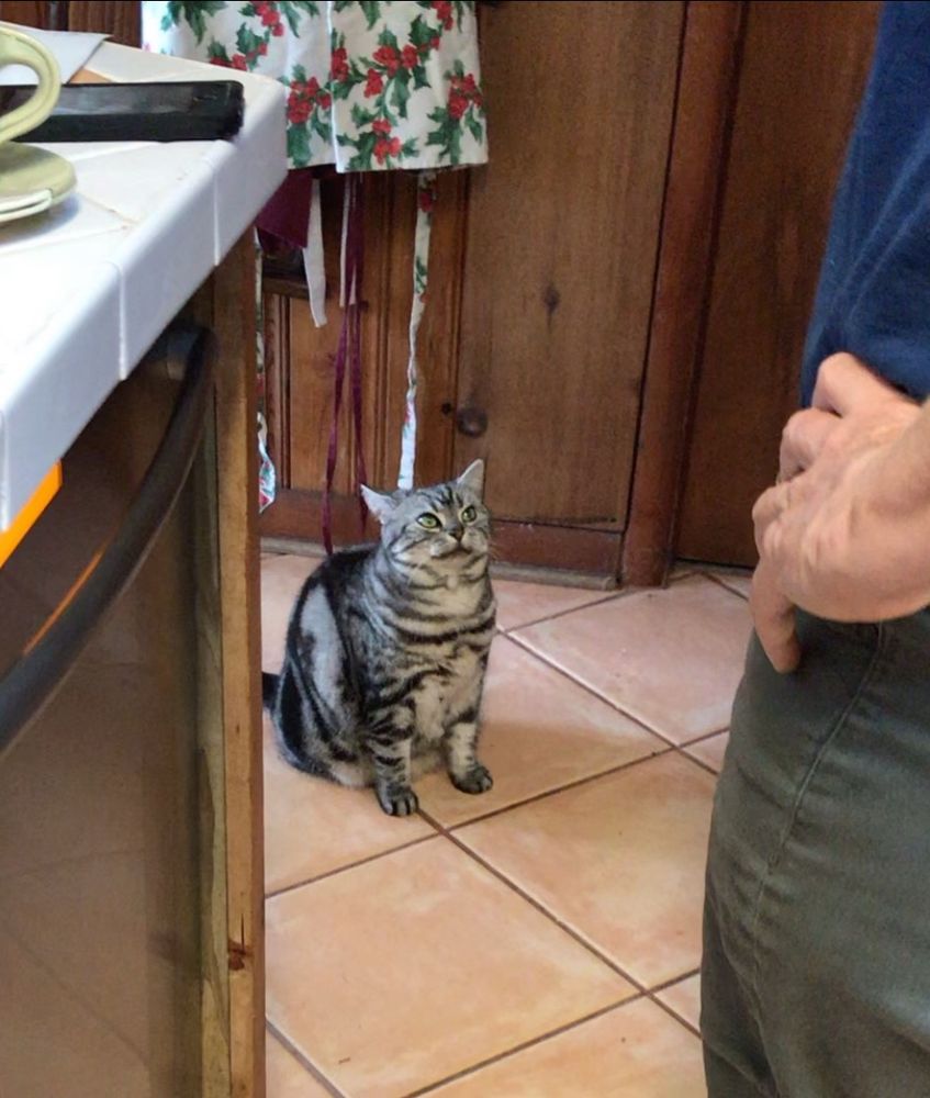 Four pics of the most beautiful cat in the WORLD. Shaped like a dumpling somehow. Silverstone tabby American shorthair if you’re into that sort of thing. Her tiny face experiences every emotion. She has fashion stripes.