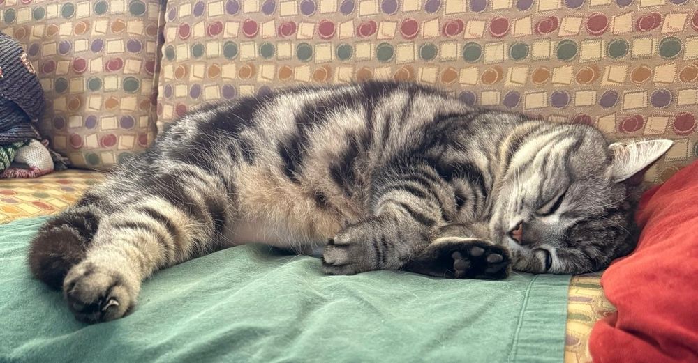 Snoozing tiny cat. On a sofa but my parents have laid out a napkin for her to lay on??