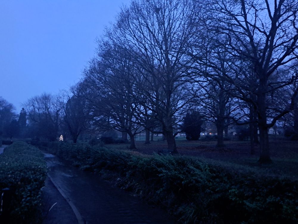 Tall trees in Blue winter twilight. A Christmas tree sparkles in the darkness 