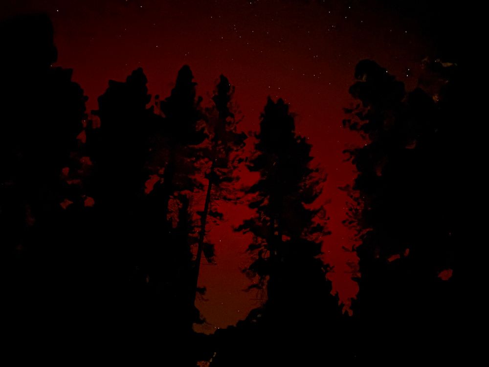 Reddish light behind trees 
