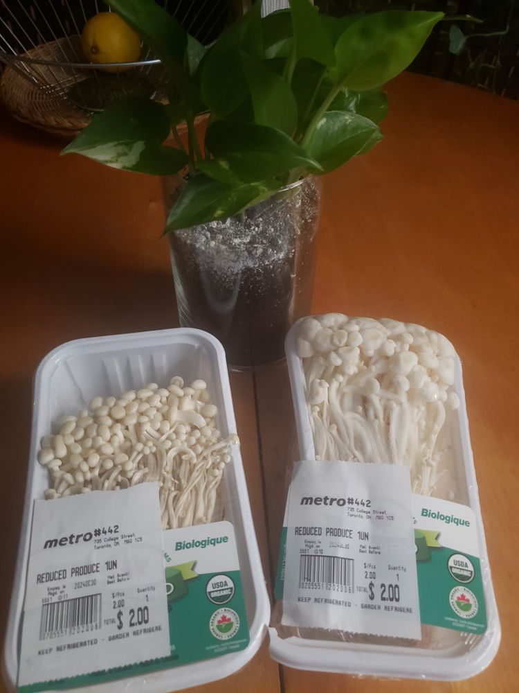 2 shrink wrapped packs of enoki mushrooms in white plastic containers priced at $2 each from Metro.

Background: my wooden kitchen table with my pothos plant in a glass cylinder vase in the middle. Metal wire fruit bowl sitting on a woven plate type thing in the back with a single lemon in it.