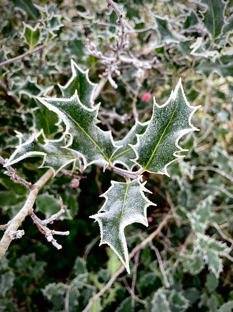 Holly leaves with a covering of frost