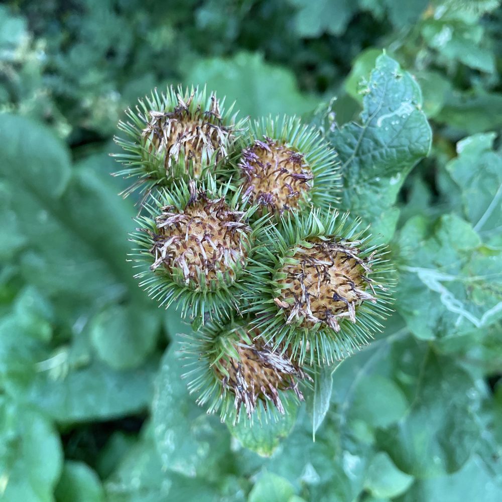 Close up of Burdock plant
